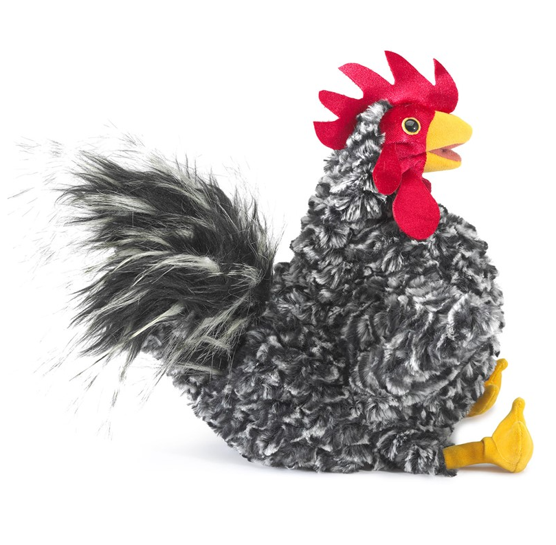 Rooster, Barred Rock