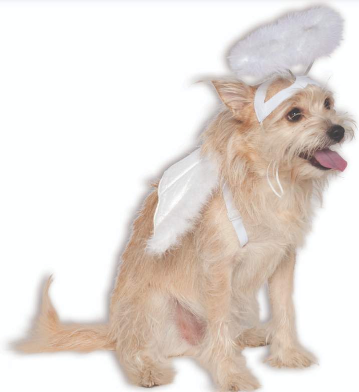 Angel Pet Halo & Wings Set