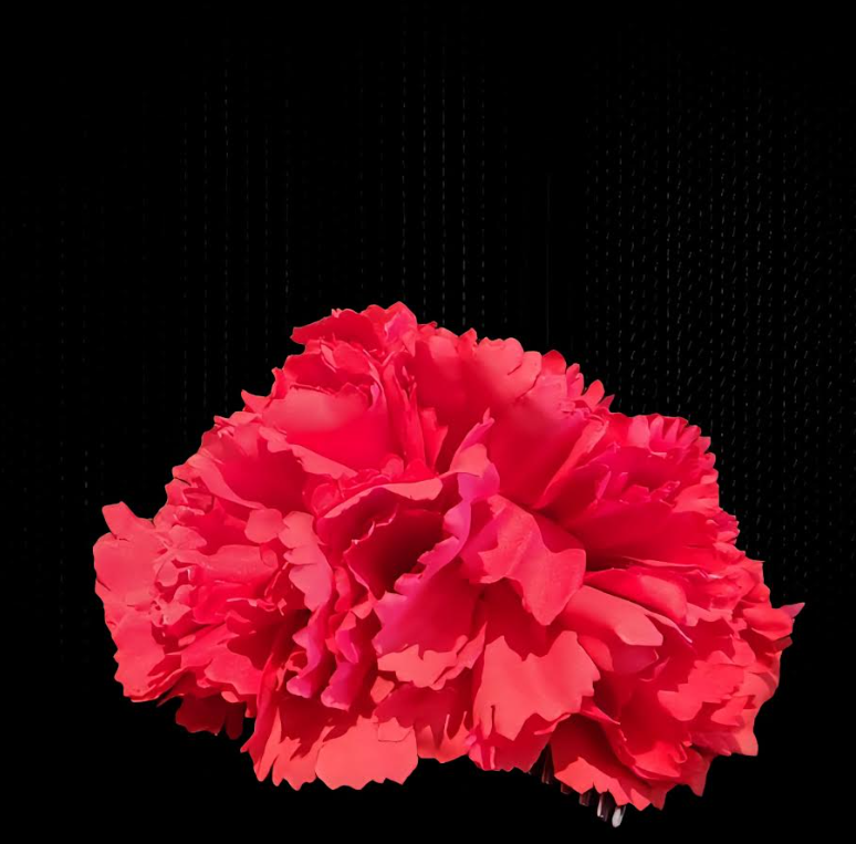 Carnation