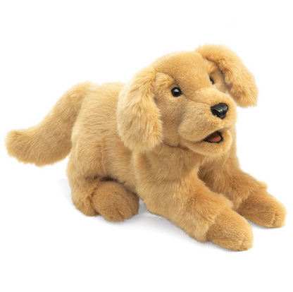 Golden Retriever Puppy