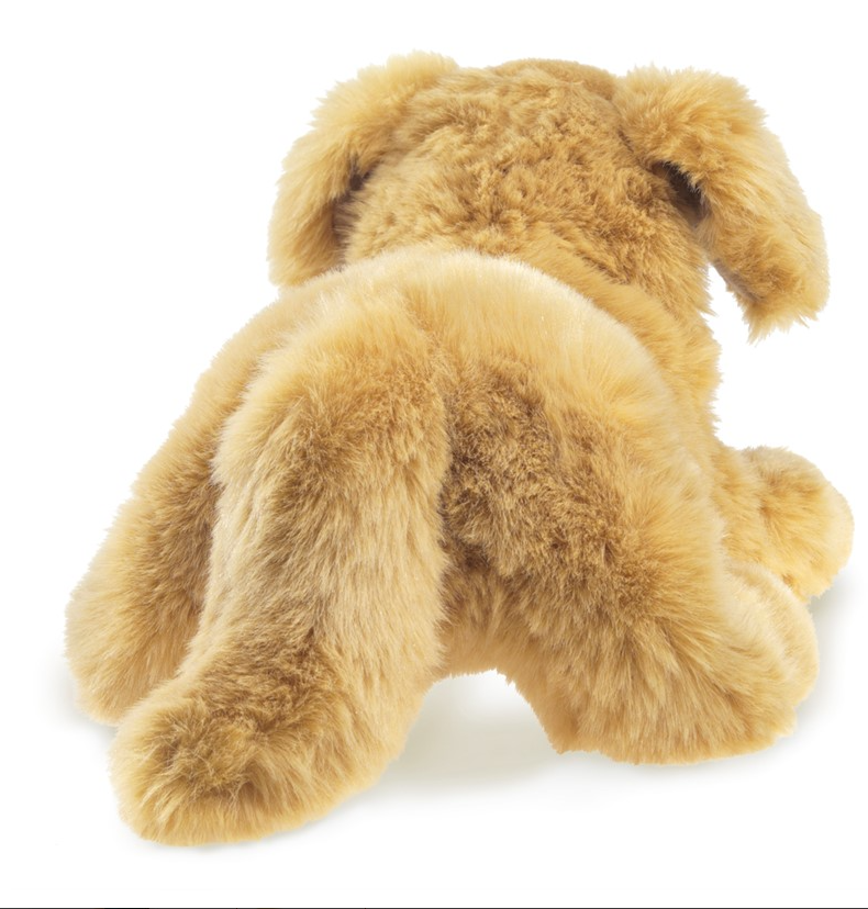 Golden Retriever Puppy