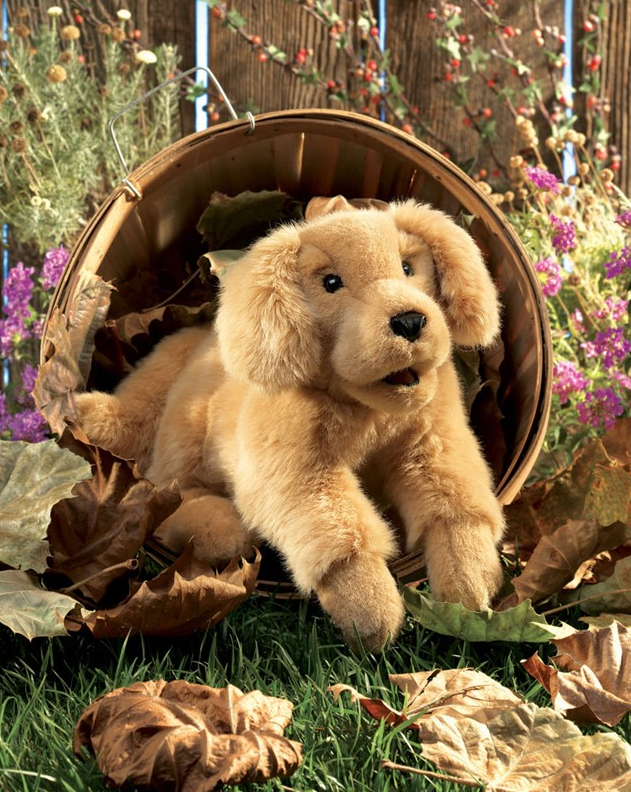 Golden Retriever Puppy
