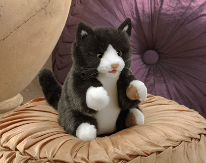 Kitten, Tuxedo