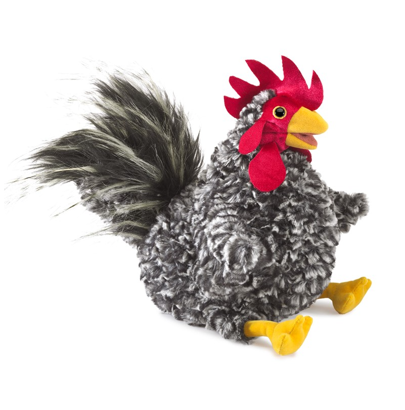 Rooster, Barred Rock
