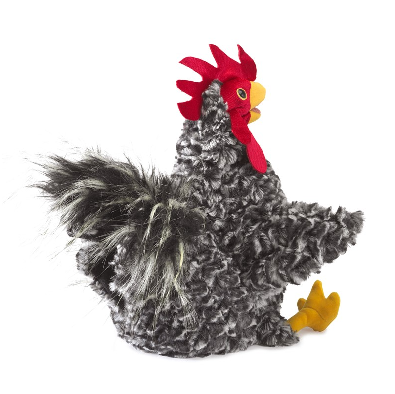 Rooster, Barred Rock