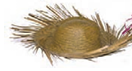 Straw Hat (Pava)