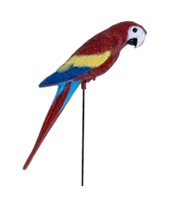 Parrott