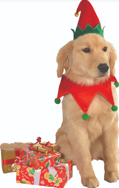 Elf Pet Hat With Bell
